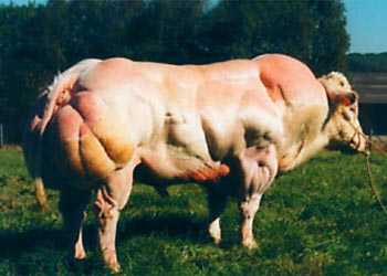 Steroid fed cattle
