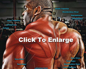 Best back workout online for mass