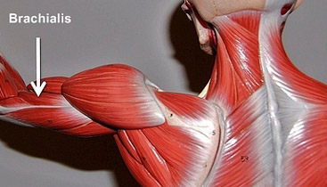 brachialis muscle