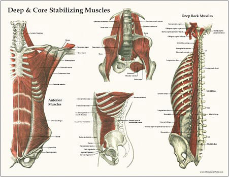 core anatomy