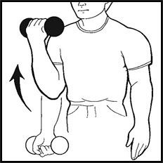 bicep curl drawing