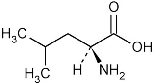 l leucine molecule