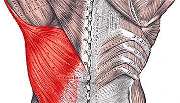 latissimus dorsi