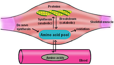 muscle protein synthesis