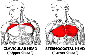 Upper lower and middle best sale chest workout