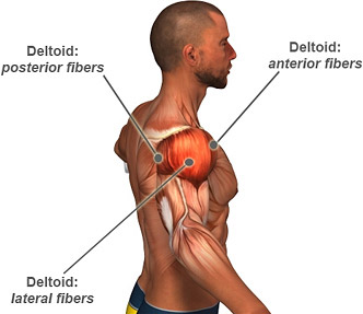 Top 3 Shoulder Exercises For 3D Delts 