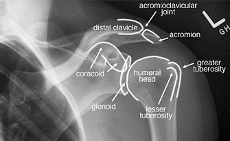 shoulder joint