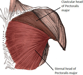 lower chest anatomy