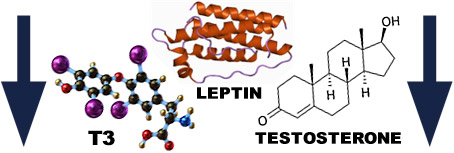 fat loss hormone levels