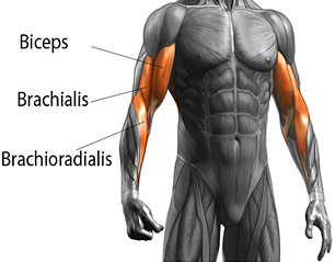 Brachioradialis muscle workout sale