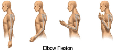 brachioradialis function