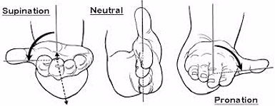 supinaton and pronation