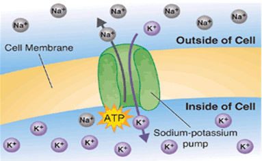 Sodium and potassium balance