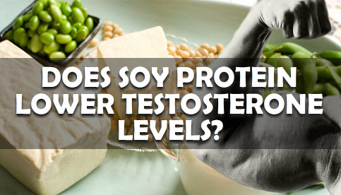 soy protein testosterone