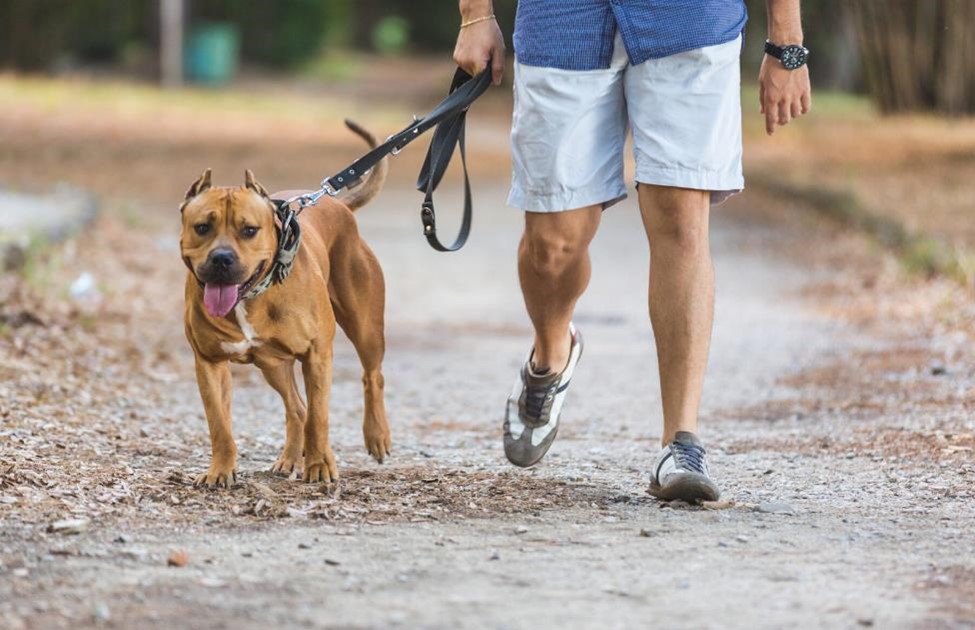 walking for fat loss dog